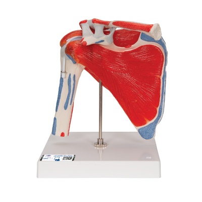 3B Scientific 5-Part Shoulder Joint Model with Rotator Cuff